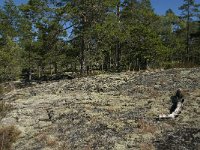 S, Gavleborgs lan, Hudiksvall, Holick 8, Saxifraga-Jan van der Straaten